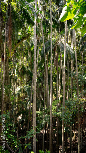 Rainforest  Tamborine Mountain  Queensland  2023
