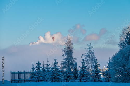 Spruce trees covered with snow and frost against the background of fog from the river during a severe frost.