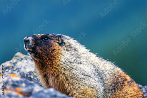 Hoary marmot portrait in the rockies