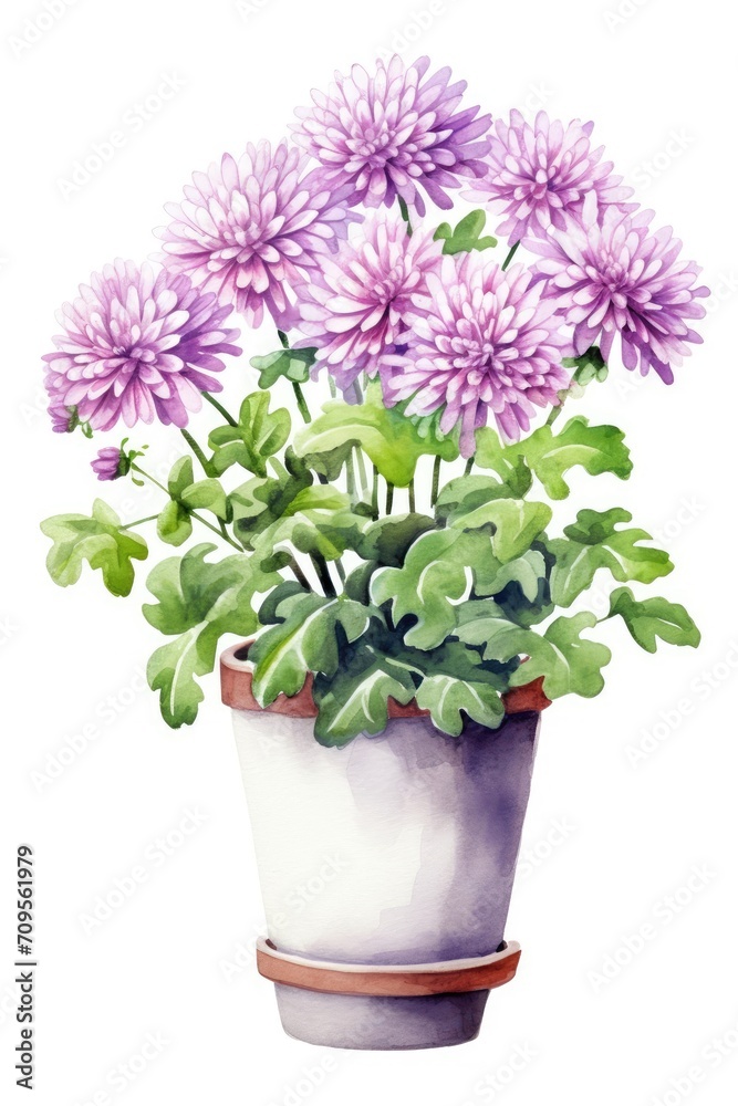 Chrysanthemum in a flower pot on a white watercolor background Chrysanthemum in a flower pot on a white watercolor background