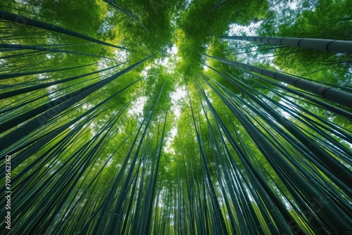 Green and lush bamboo forest professional photography