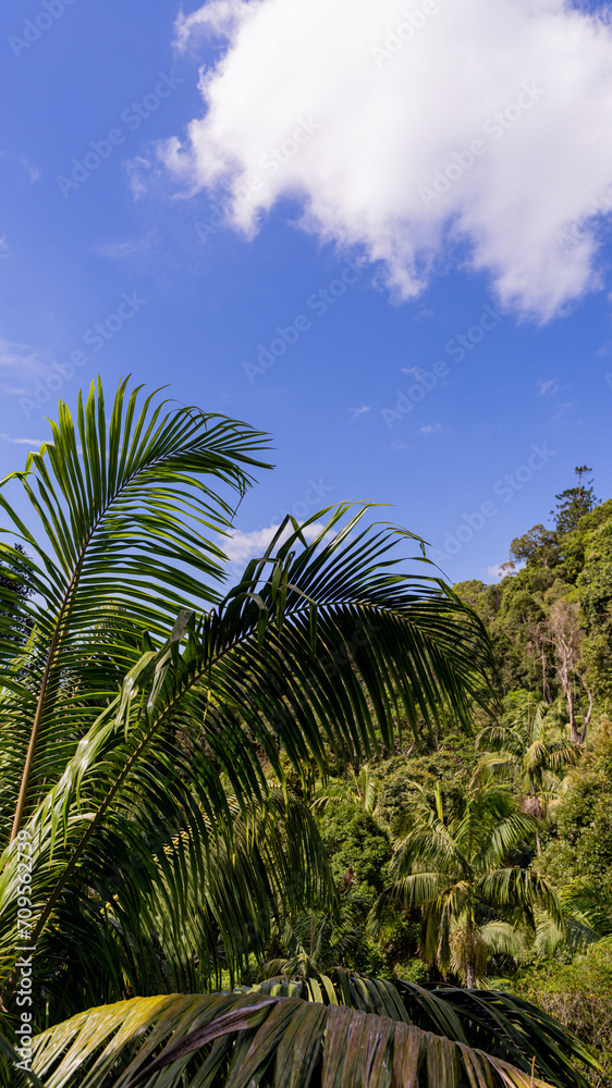 Rainforest, Tamborine Mountain, Queensland, 2023 Rainforest, Tamborine Mountain, Queensland, 2023