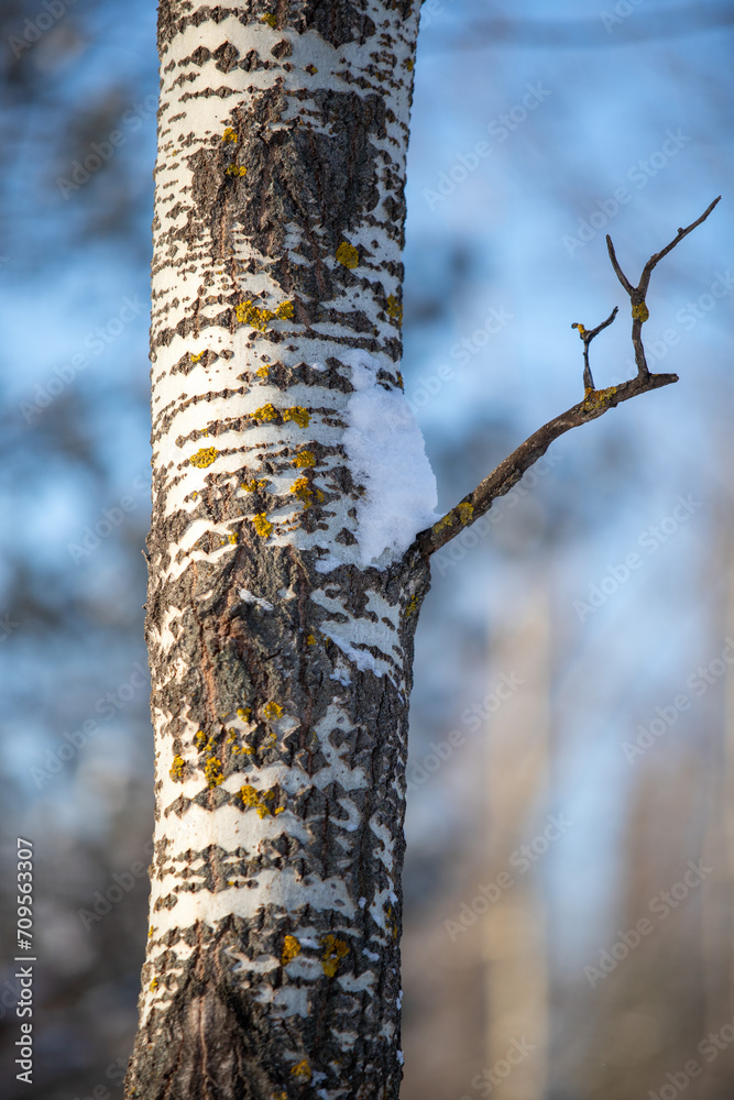 Birch forest in winter closeup