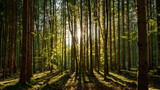Waldlicht – helles Licht scheint in schattigen Mischwald