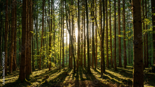 Waldlicht – helles Licht scheint in schattigen Mischwald