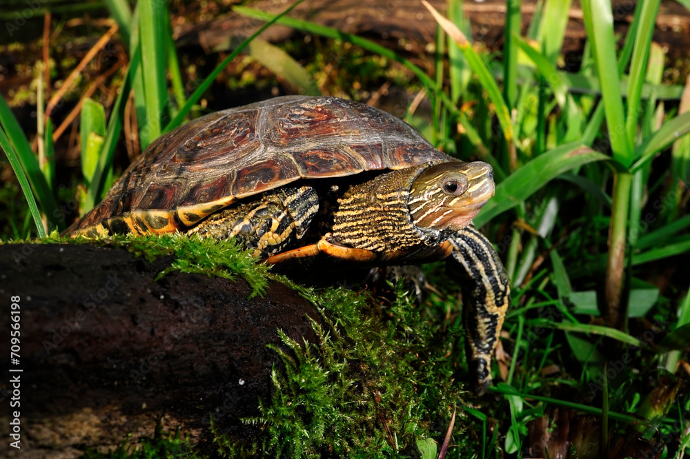 Kaspische Bachschildkröte // Caspian turtle, Striped-neck terrapin (Mauremys caspica) Kaspische Bachschildkröte // Caspian turtle, Striped-neck terrapin (Mauremys caspica)