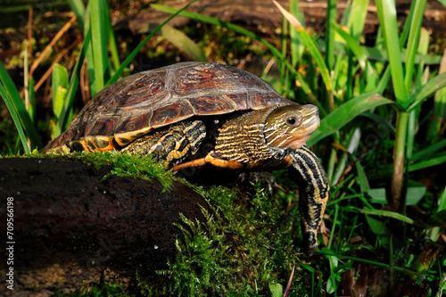Kaspische Bachschildkröte // Caspian turtle, Striped-neck terrapin (Mauremys caspica)  photo
