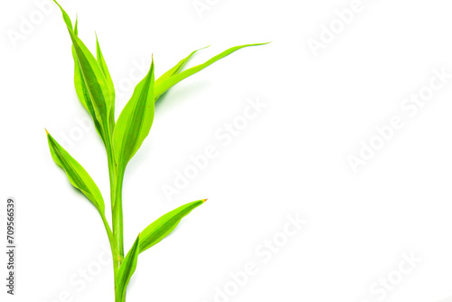 Green leaves on a  Transparent Background. Modern minimalistic mockup with empty space. Flat Lay. Right Copy Space