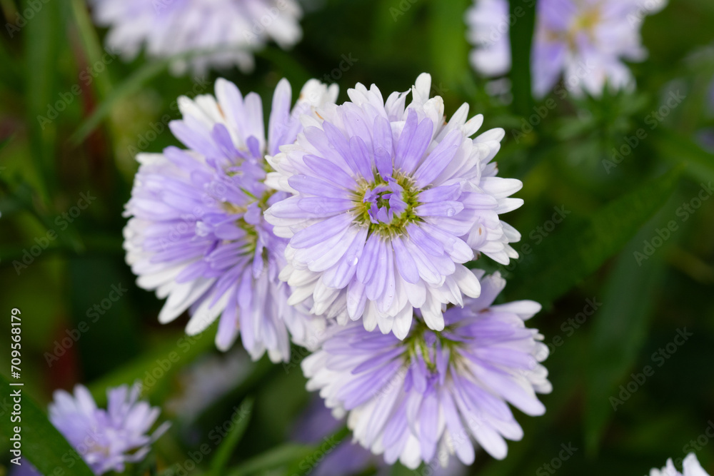 Purple Margaret flowers blooming in the sunlight natural seasons Purple Margaret flowers blooming in the sunlight natural seasons