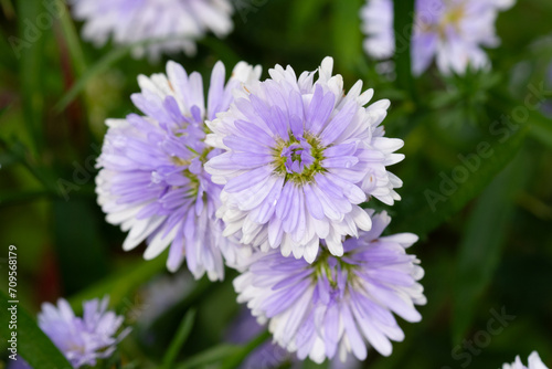 Purple Margaret flowers blooming in the sunlight natural seasons