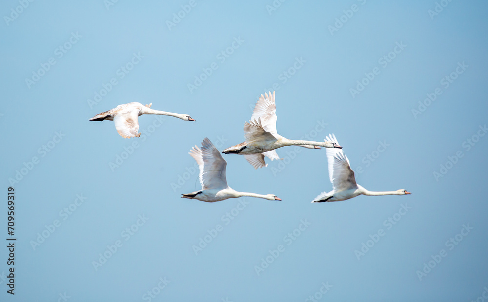 Obraz premium Flying swans in the blue sky. Waterfowl at the nesting site. A flock of swans walks on a blue lake.