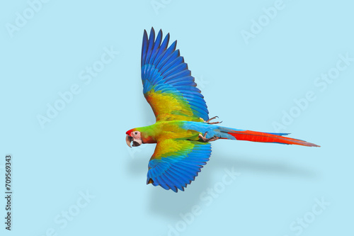 Colorful flying Shamlet macaw parrot on blue background. © Passakorn