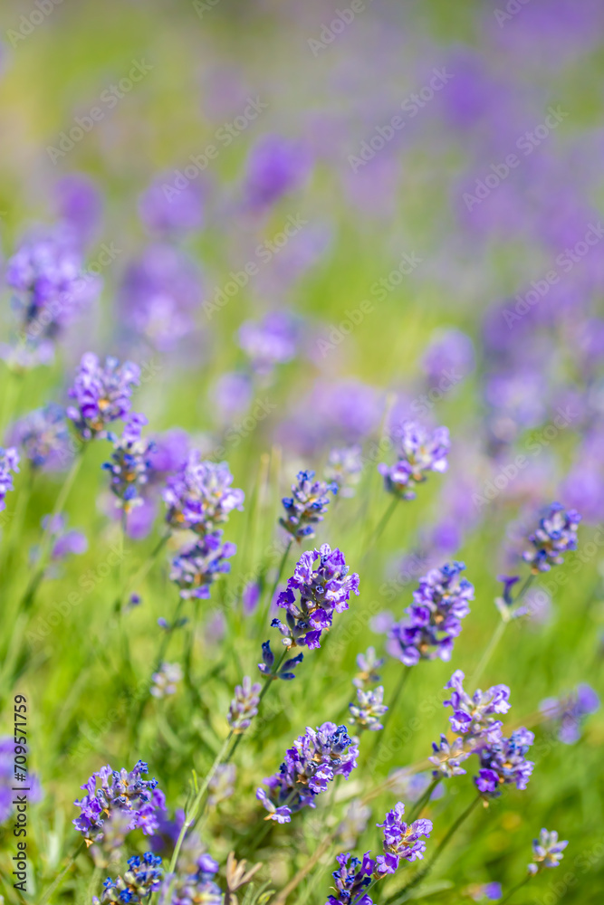 Spring lavender flowers under sunlight. Lilac flowers close up. Beautiful landscape of nature with a panoramic view. Hi spring. long banner Spring lavender flowers under sunlight. Lilac flowers close up. Beautiful landscape of nature with a panoramic view. Hi spring. long banner