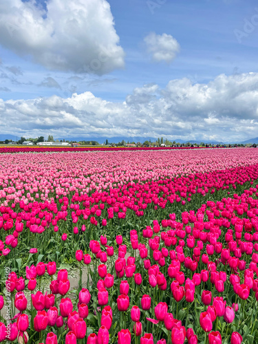 Skagit Valley Tulip Festival