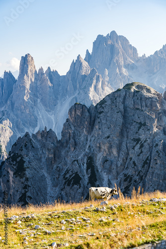 Massive peaks of the Dolomites in the Italian Alps on a sunny day with meadow and cow in the foreground