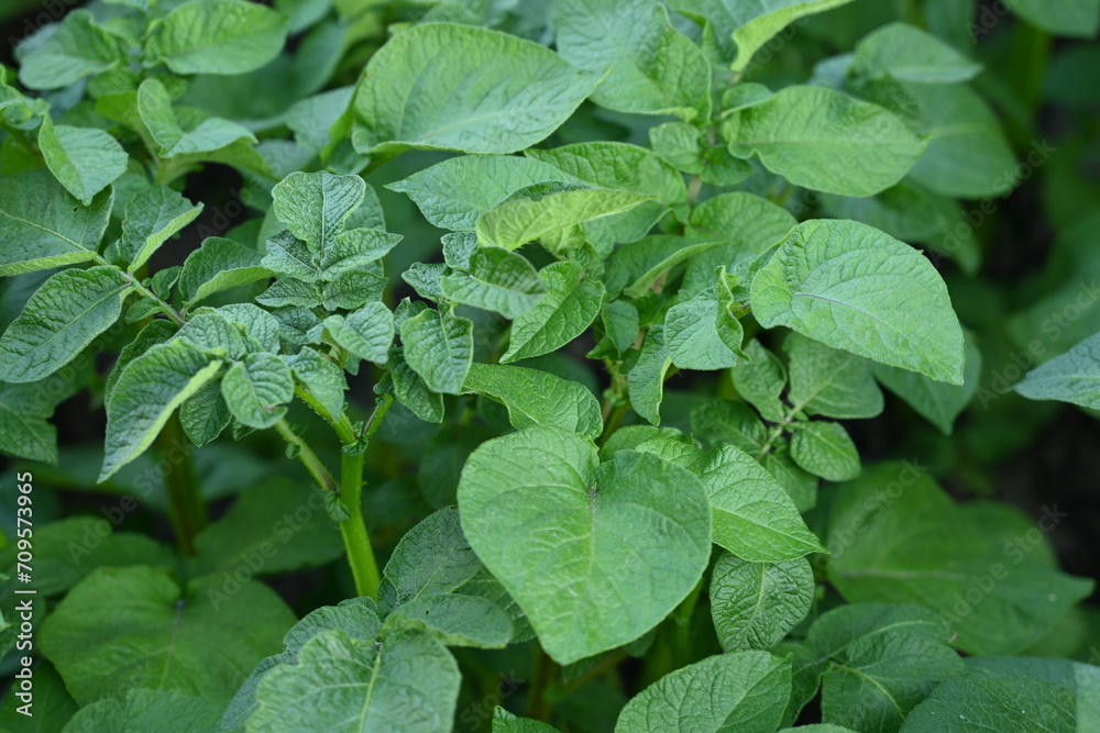 potato bushes, green young leaves potato close-up, leaf veins, stems of a nightshade plant, against the background of black soil, background, organic vegetable garden potato bushes, green young leaves potato close-up, leaf veins, stems of a nightshade plant, against the background of black soil, background, organic vegetable garden