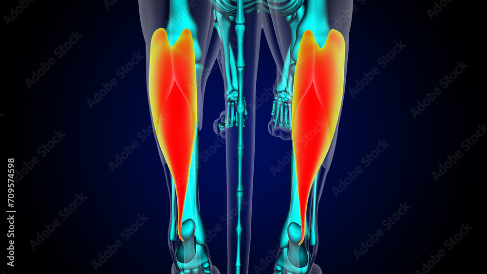 Gastronemius muscle lion muscle anatomy for medical concept 3D rendering Gastronemius muscle lion muscle anatomy for medical concept 3D rendering