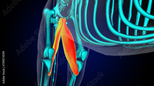 Gracilis muscle lion muscle anatomy for medical concept 3D rendering photo