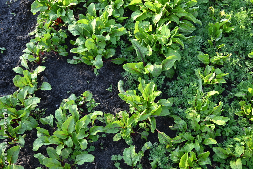 green red beet leaves in the vegetable garden, young rows of chard, rows of fresh vegetables, growing vegetables on the ground in the vegetable garden green red beet leaves in the vegetable garden, young rows of chard, rows of fresh vegetables, growing vegetables on the ground in the vegetable garden