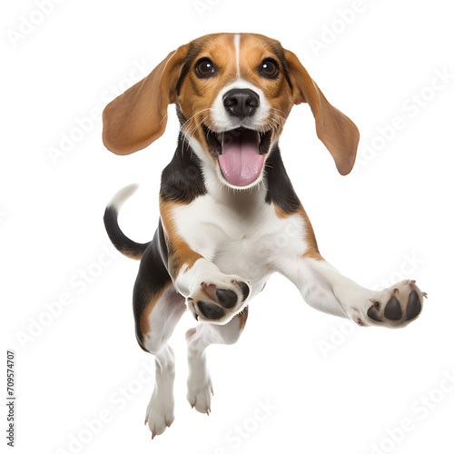 Beagle Healthy dog jumping on transparent background PNG, easy to use. Generated by realistic AI