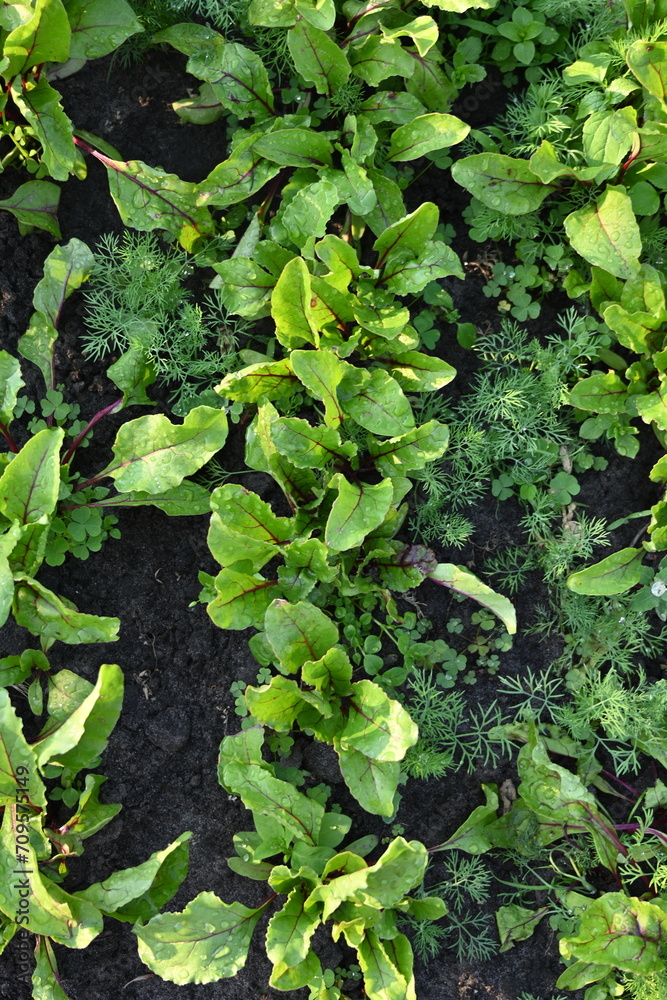 green red beet leaves in the vegetable garden, young rows of chard, rows of fresh vegetables, growing vegetables on the ground in the vegetable garden green red beet leaves in the vegetable garden, young rows of chard, rows of fresh vegetables, growing vegetables on the ground in the vegetable garden