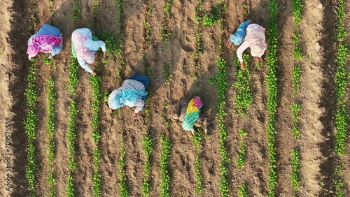 Agriculture. Group of women or female farmer harvesting or picking vegetables from field on a farm in India. Organic farming. Women farmer picking vegetables from fields