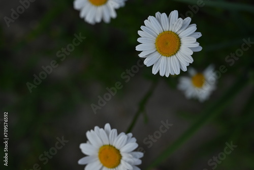 white chamomile flowers on a green background  white chamomile flowers on a green background 