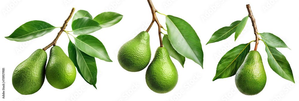 Set of branches of delicious ripe avocados, cut out Set of branches of delicious ripe avocados, cut out