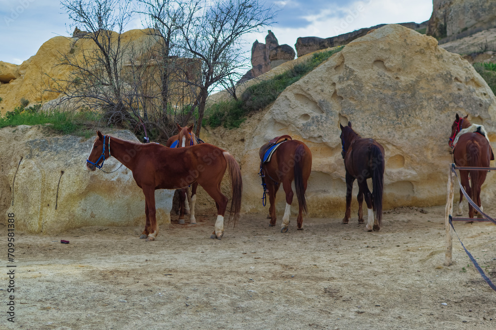 Horses ready for horse raiding excursion in Goreme, Cappadocia, Turkey.