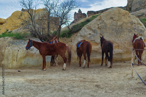 Obraz na płótnie Horses ready for horse raiding excursion in Goreme, Cappadocia, Turkey. w salonie