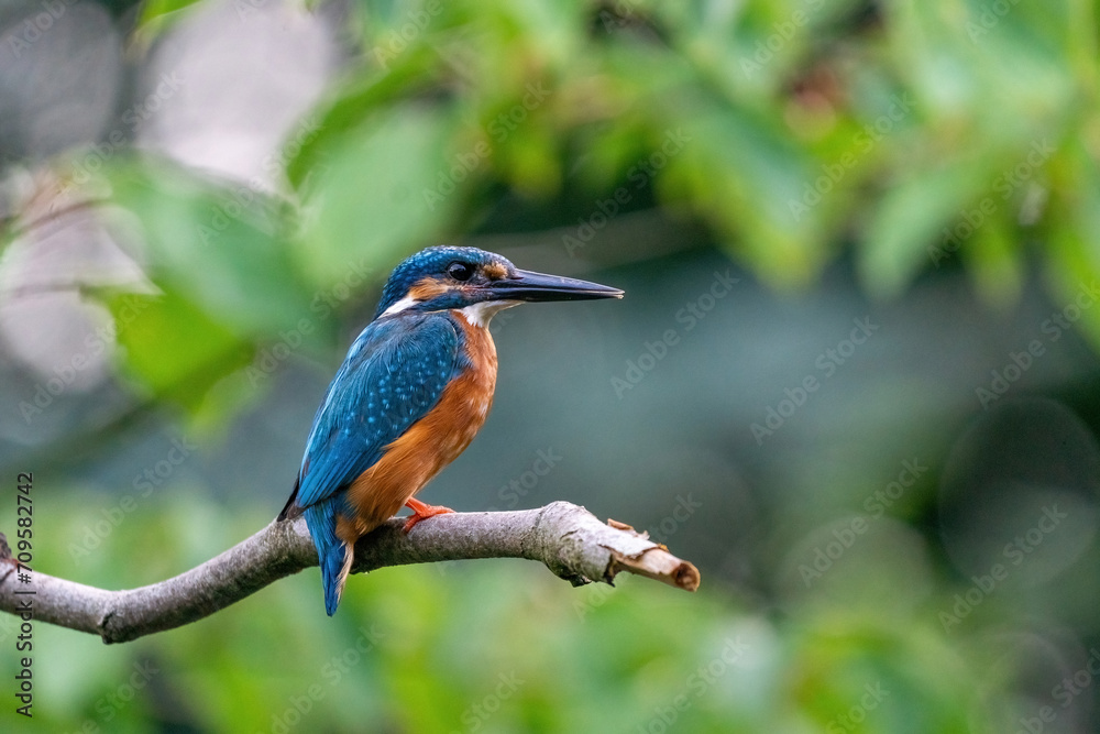 Fototapeta premium Colorful king fisher bird on a branch of a tree waiting to catch a fish in the Netherlands. Green leaves in the background.