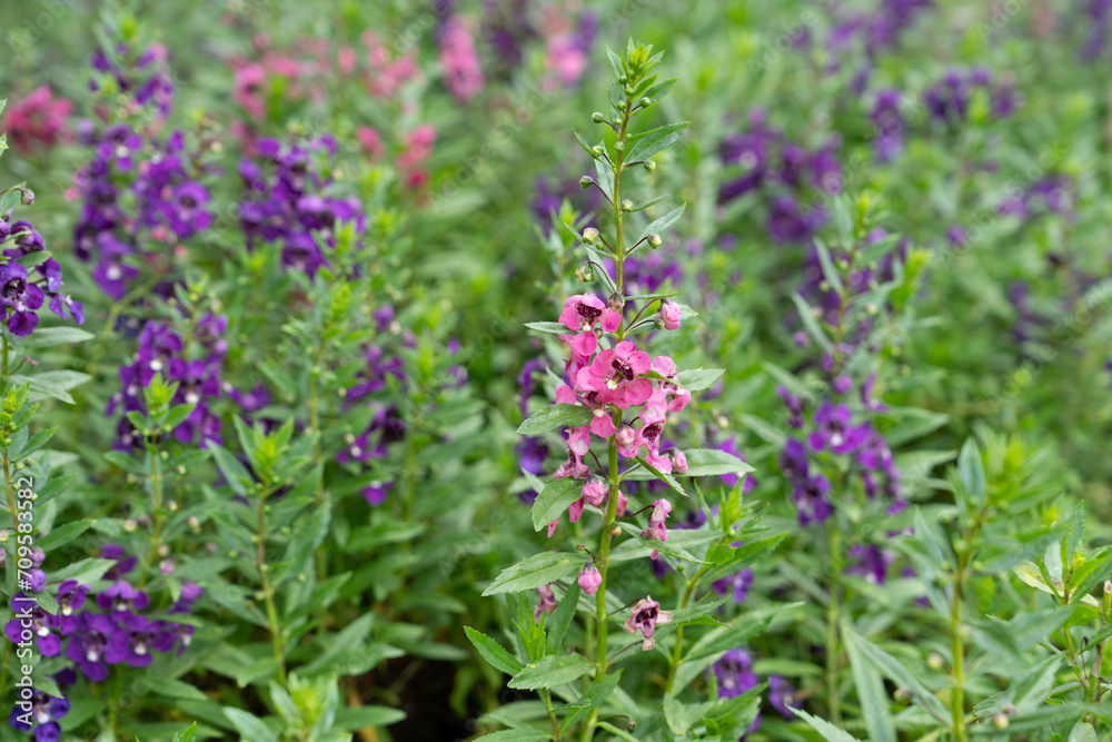 Clusters of forget-me-not flowers and Angelonia are annual garden plants. Beautiful flowers blooming in the sunlight