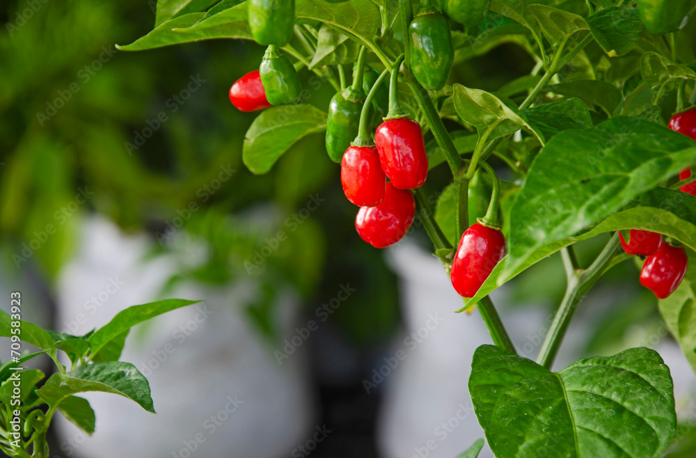 Vibrant red fruit of chili on tree with blurry blackground
