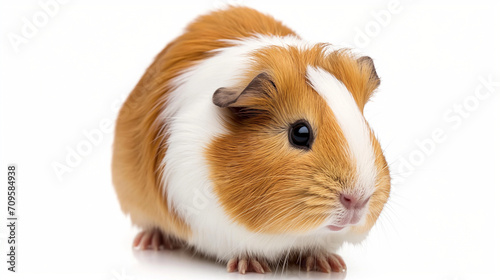 Cute guinea pig on white background. Food for or the domestic cavy. Rodent small animal. Ginger white guinea pig.