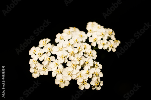White flowers on the index of a flower with dark background. Plants photo
