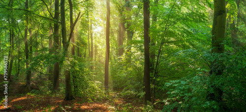 Natural Forest of Beech and Oak Trees with Sunbeams through Morning Fog