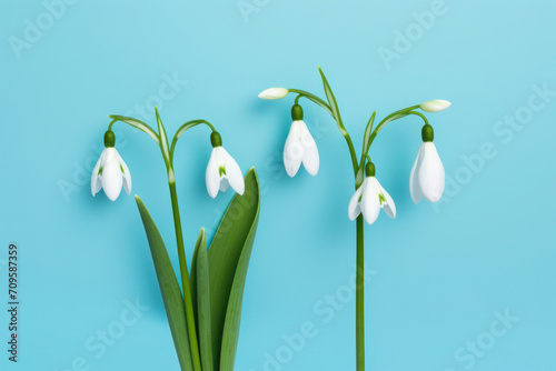 snowdrops flowers on a spring floral background, card with space for text, copy space, blank
