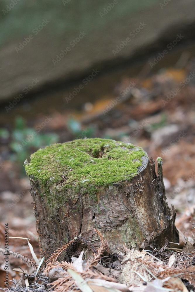 Moss grows from the cut tree, and nature cycles Moss grows from the cut tree, and nature cycles