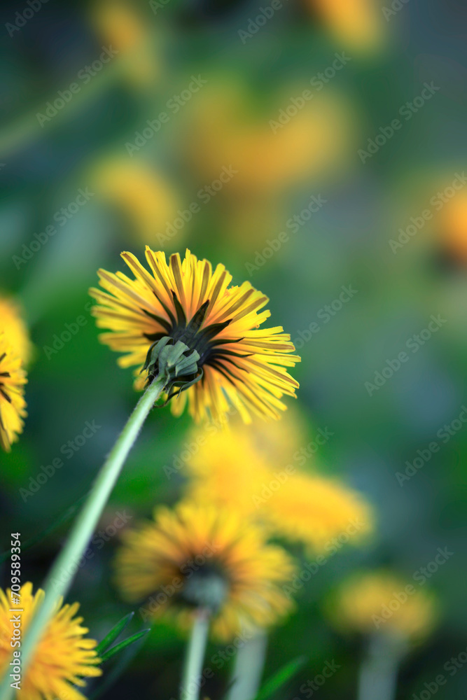 Colorful plants in summer garden Colorful plants in summer garden