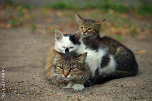 Photography Portrait of cute wild grey cats