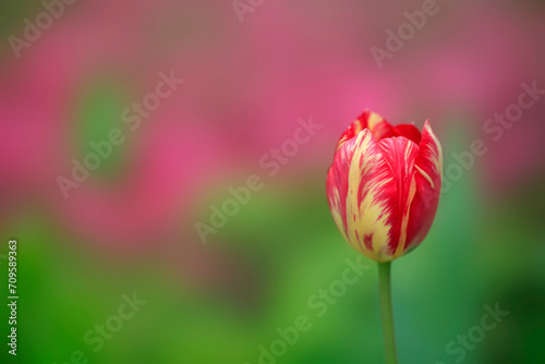 Red tulip on nature background