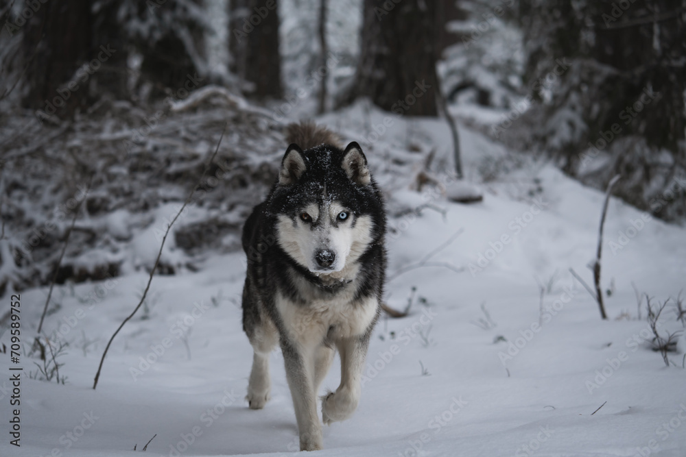 Husky dog ​​runs in the forest in nature in winter.