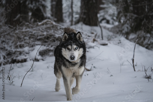Husky dog       runs in the forest in nature in winter.