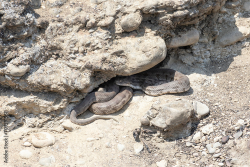 The snake Macrovipera lebetina lies curled up  under a stone photo