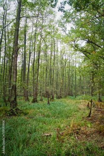 View into a deciduous forest with grass-covered forest floor. From a nature park