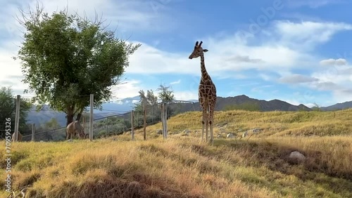 Picturesque and cinematic landscape view of Giraffe walking around along with bright blue skies photo