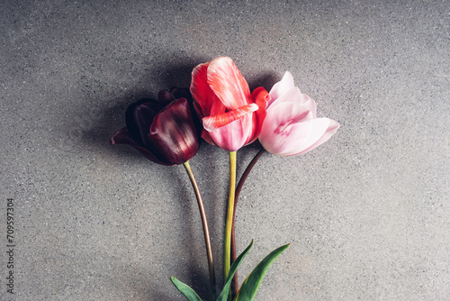 Floral composition with beautiful colorful tulips in full bloom on grey concrete background, top view. Copy space for text. Minimalist flat lay with spring blooms.
