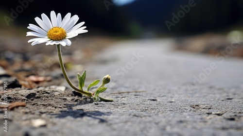  a single daisy sprouting out of the ground on the side of a road with a blurry background.