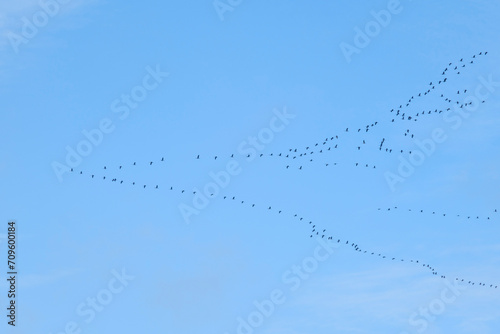 Germany, North Rhine Westphalia, Large flock of cranes (Grus grus) flying against sky photo