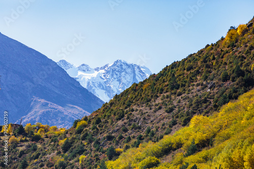 Picturesque autumn trees in the mountains create an amazing and vibrant landscape